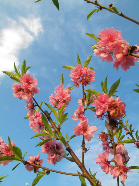 粉红色的梅花在doi Angkhang山，清迈，泰国图片下载