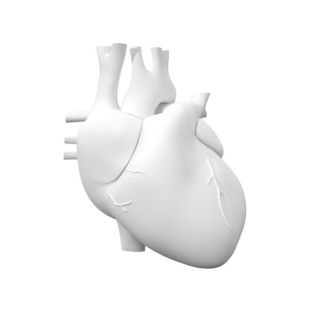 人类心脏，3D模型图片下载