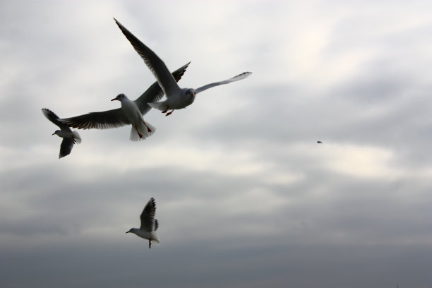 自由的象征图片下载