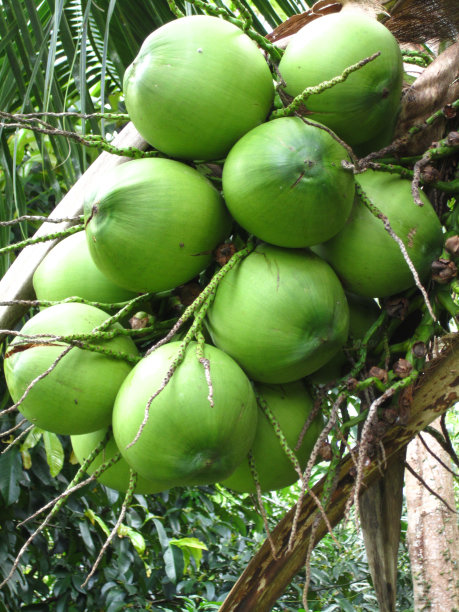 椰子果实图片下载