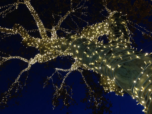 圣诞树图片下载