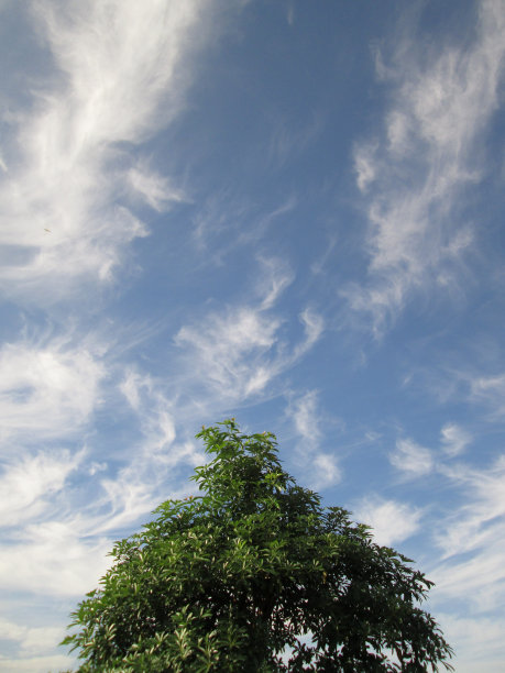 春天绿树映着蓝天图片下载