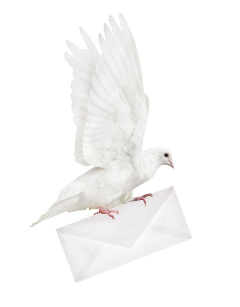 孤立的鸽子携带轻信封图片下载
