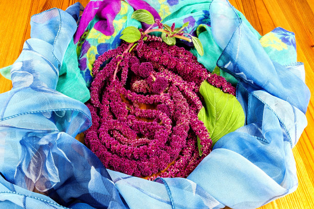 尾苋，被称为爱的谎言流血。图片下载