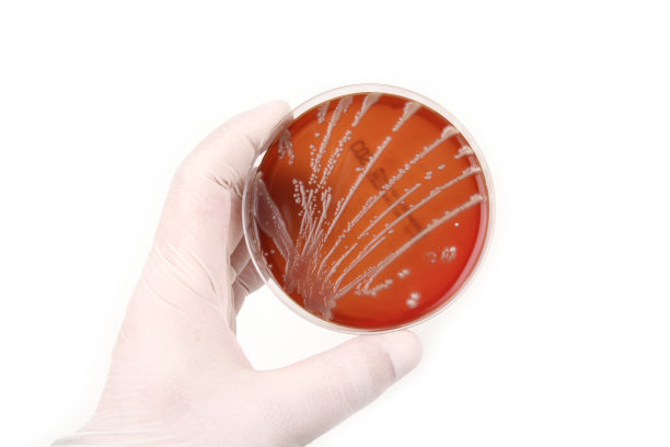 培养皿中图片下载