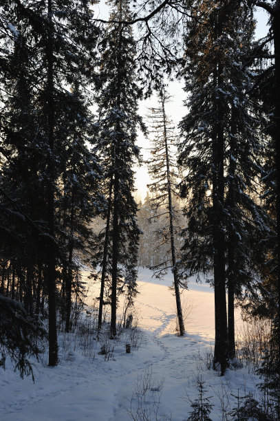 冷淡的森林。图片下载