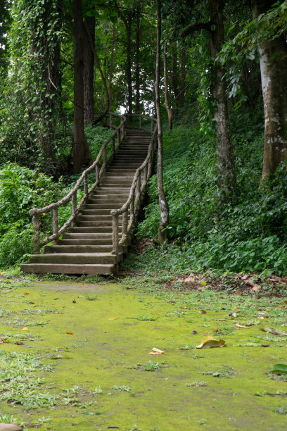 到THR森林的楼梯图片下载