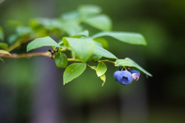 单束蓝莓灌木图片下载