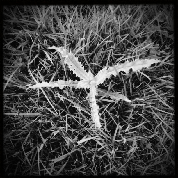 蓟生长在草中图片下载