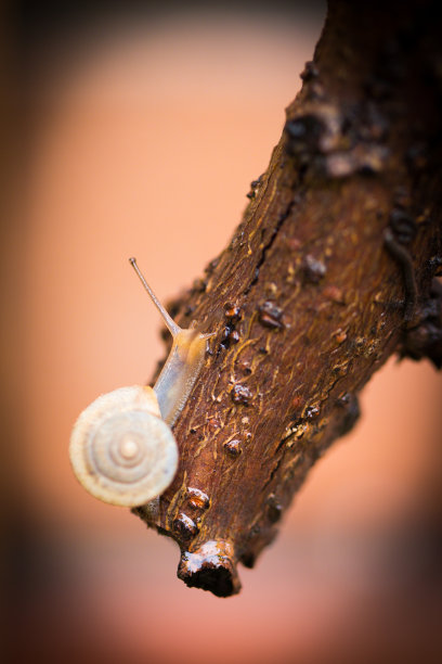 蜗牛爬图片下载