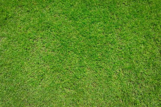 绿草的背景图片下载