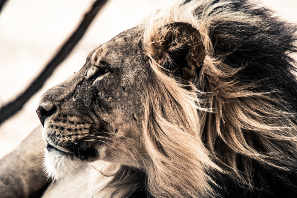 雄性非洲狮图片下载