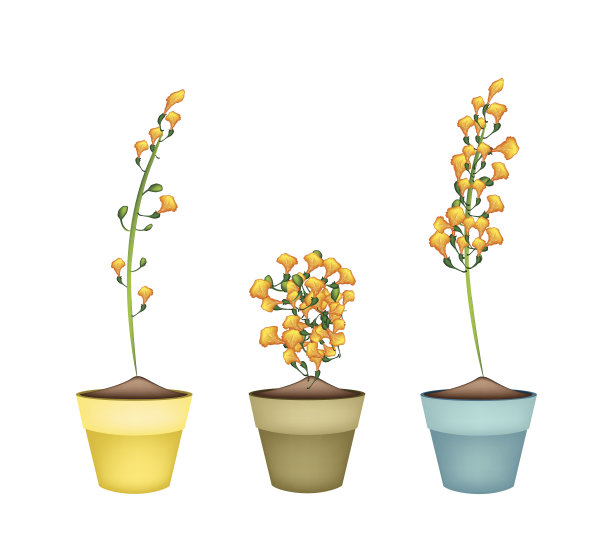 陶瓷花盆中的黄紫檀花图片下载