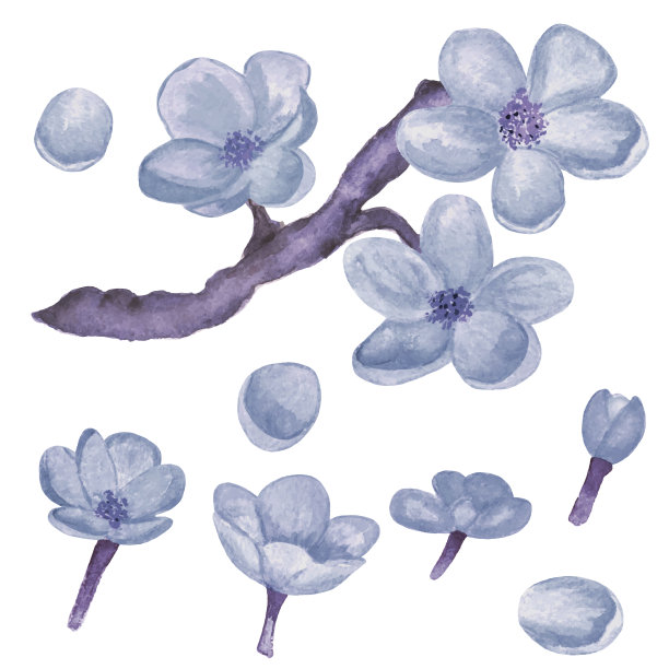 水彩樱花，蓝色樱桃树，花图片下载