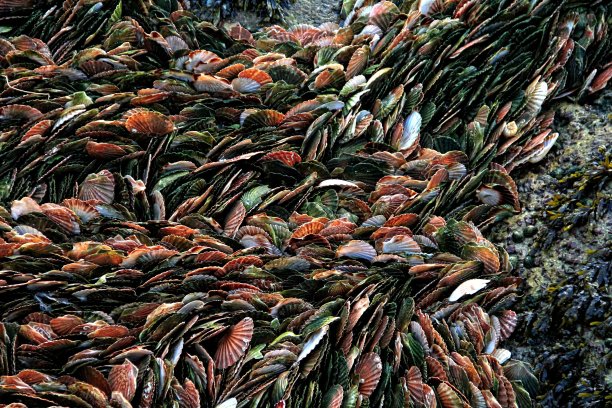 法国的贝壳图片下载