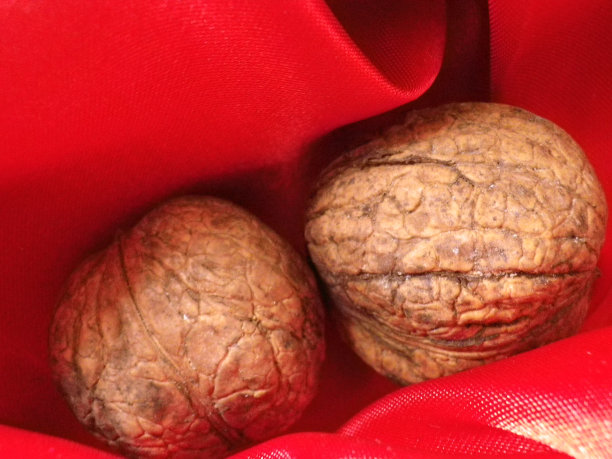 核桃真正的生物图片下载