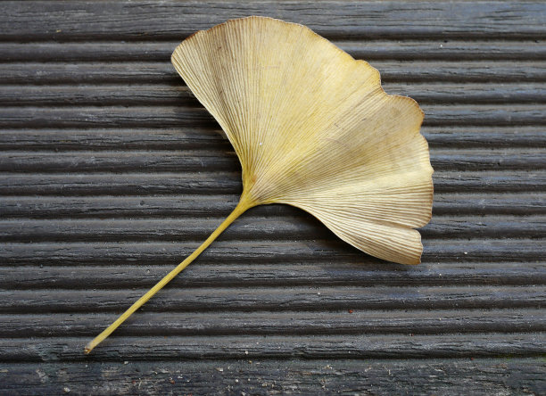 木质背景上的干叶子图片下载