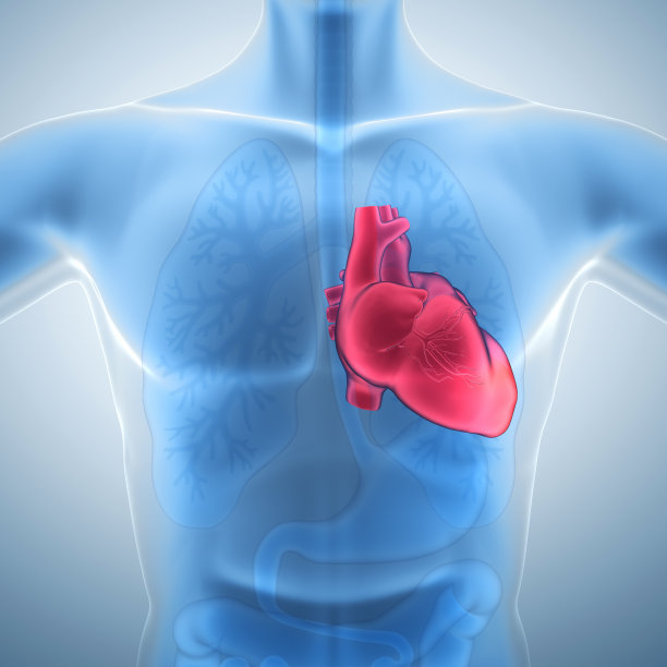 人类的心脏图片下载