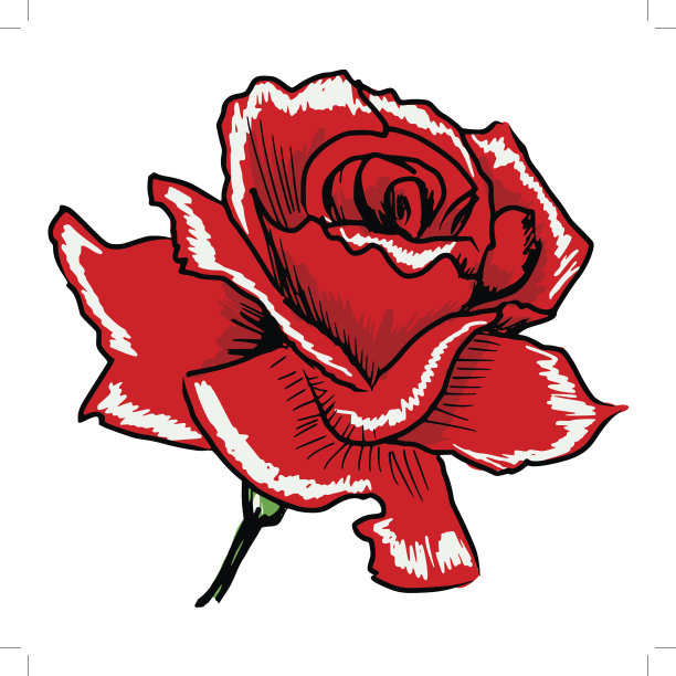 红玫瑰图片下载