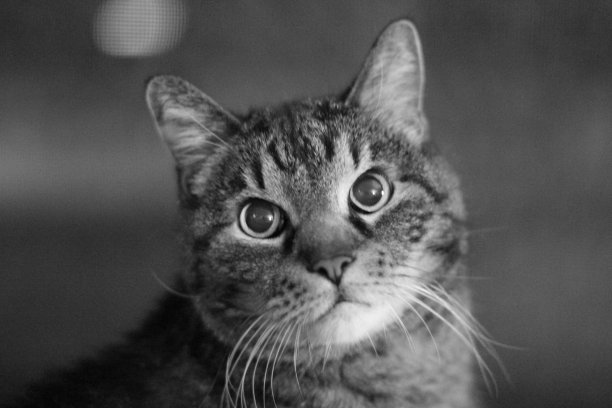 虎斑猫的肖像图片下载