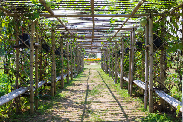 竹隧道图片下载