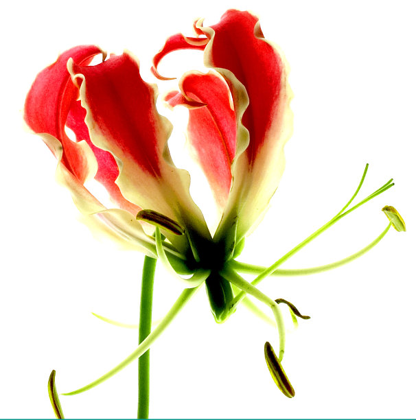 美丽的花在白色的背景图片下载