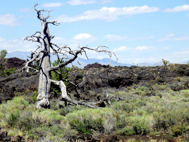 魔鬼的果园图片下载