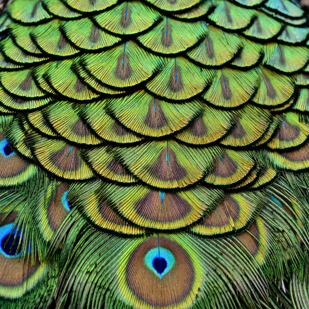 天鹅绒绿色和金色的托盘背景的印度孔雀fea图片下载