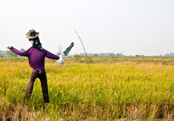 稻田里的稻草人图片下载
