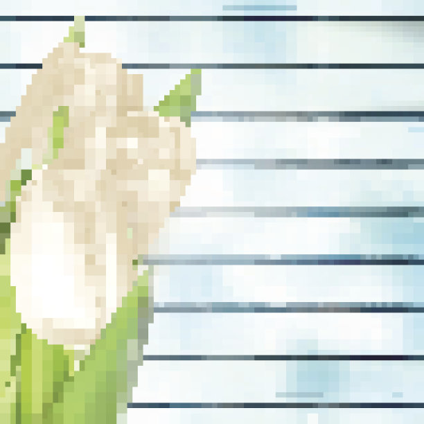 一束白色郁金香。每股收益10图片下载