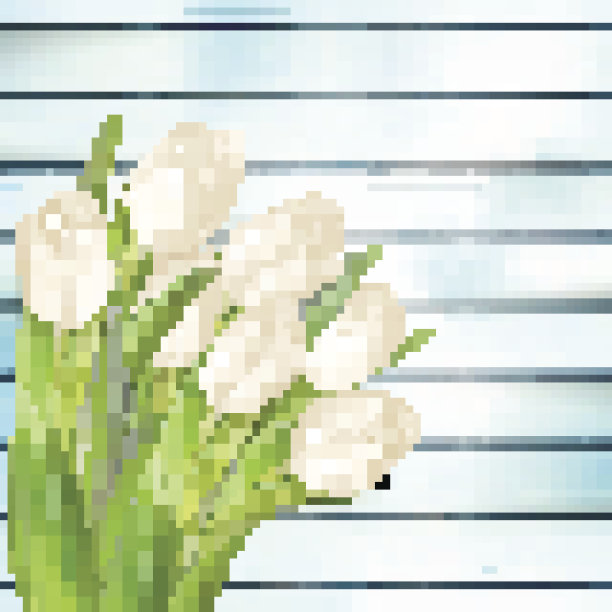 一束白色郁金香。每股收益10图片下载