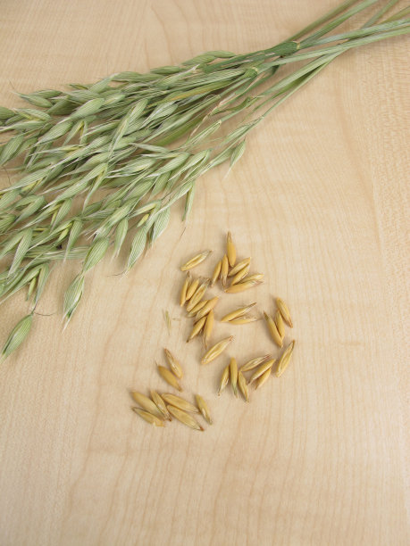 Oat小花图片下载
