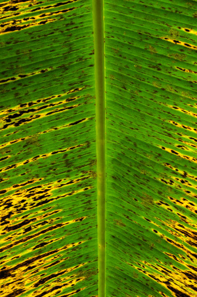 棕榈叶特写，有趣的颜色图片下载