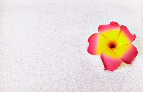 热带花卉图片下载