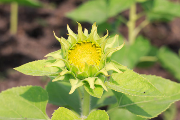 向日葵图片下载