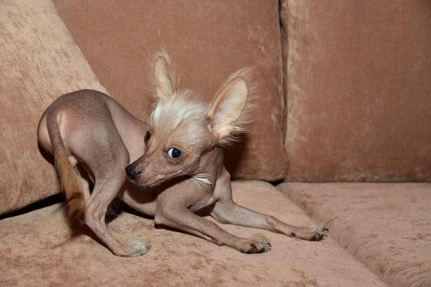 自信的小吉娃娃在跳舞。图片下载