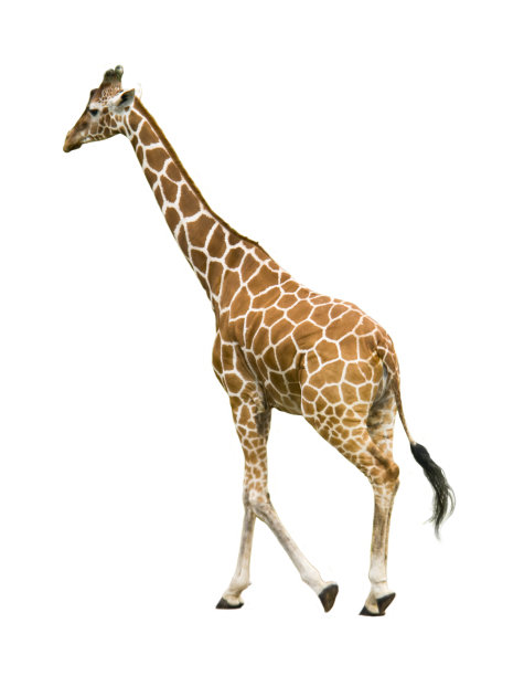 长颈鹿行走图片下载