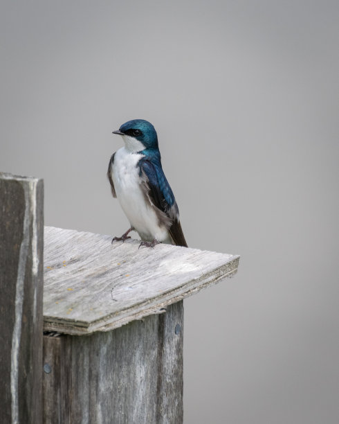 树燕子在鸟屋素材图片