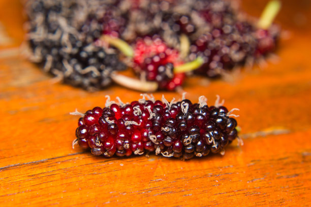 木质背景上的桑树图片下载