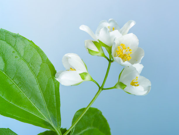 茉莉花。图片下载