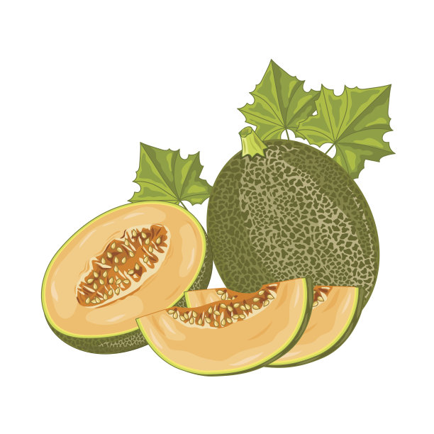 白色背景上的甜瓜果实。素材图片
