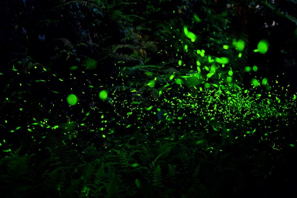 夜间，萤火虫在草丛间飞舞图片下载