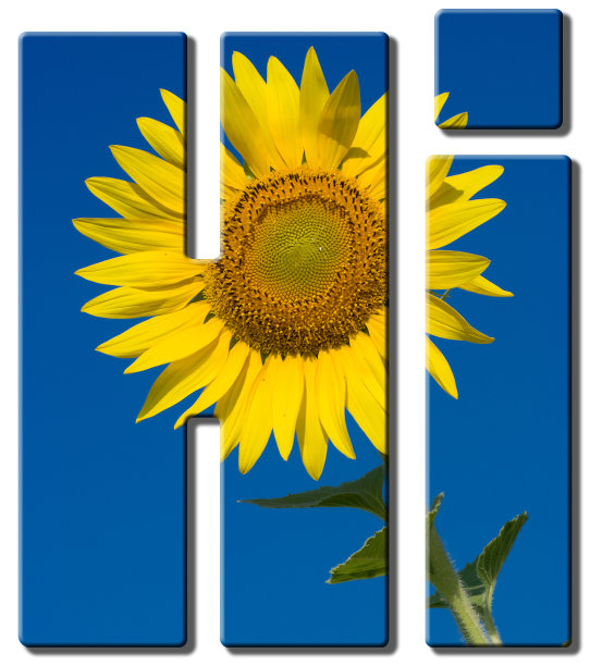 文字填充了向日葵的图像图片下载