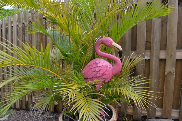 粉红色的火烈鸟在花园里图片下载