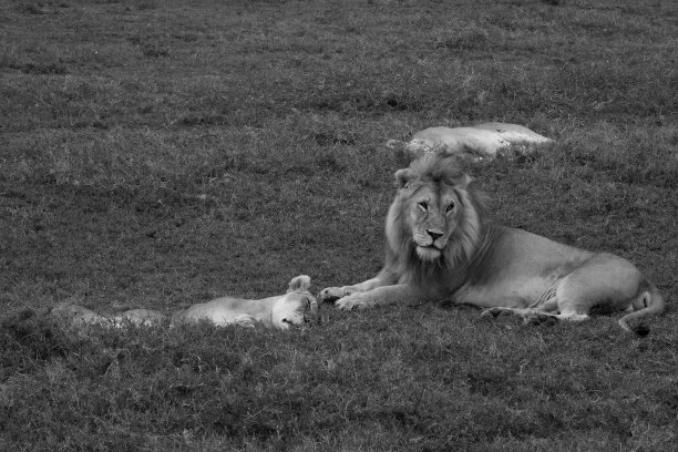 大男人和他的后宫图片下载