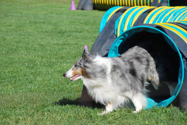 Sheltie存在隧道图片下载