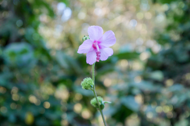 粉红色的花在森林里。图片下载