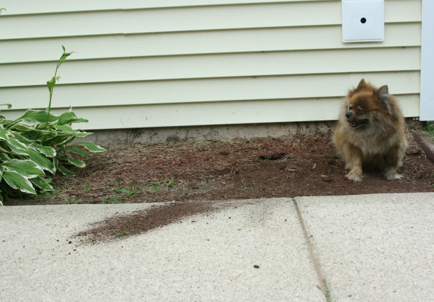 可爱、肮脏、顽皮的小狗图片下载