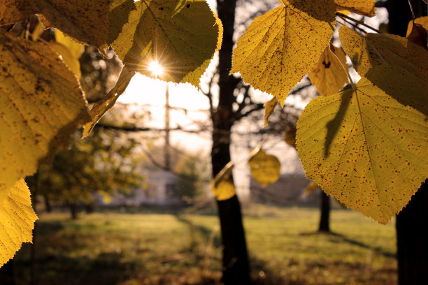 树叶间的阳光图片下载
