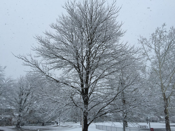 冬天和树图片下载